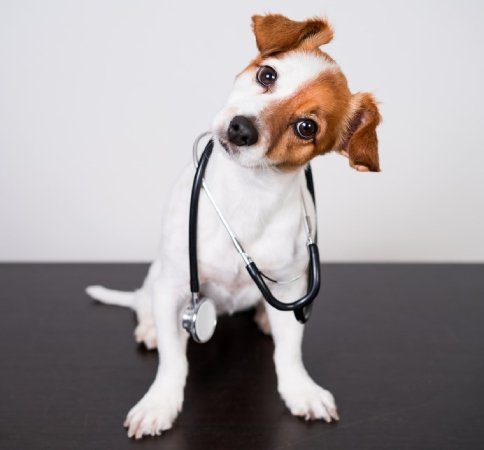 Medicina general veterinaria sevilla