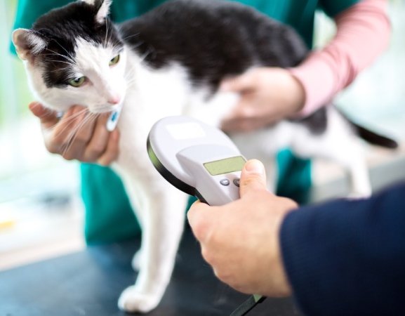 microchip para mascotas