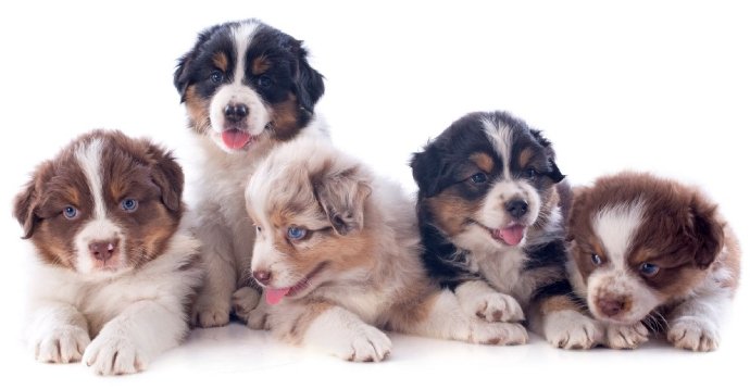 Medicina preventiva veterinaria en Sevilla